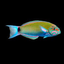 Lunar Wrasse