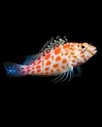 Pixie Hawkfish