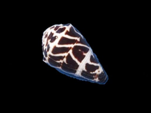 Hebrew Cone Snail (venomous)