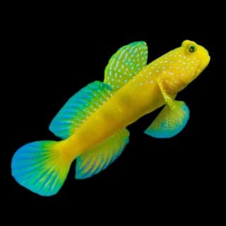 Yellow Watchman Goby