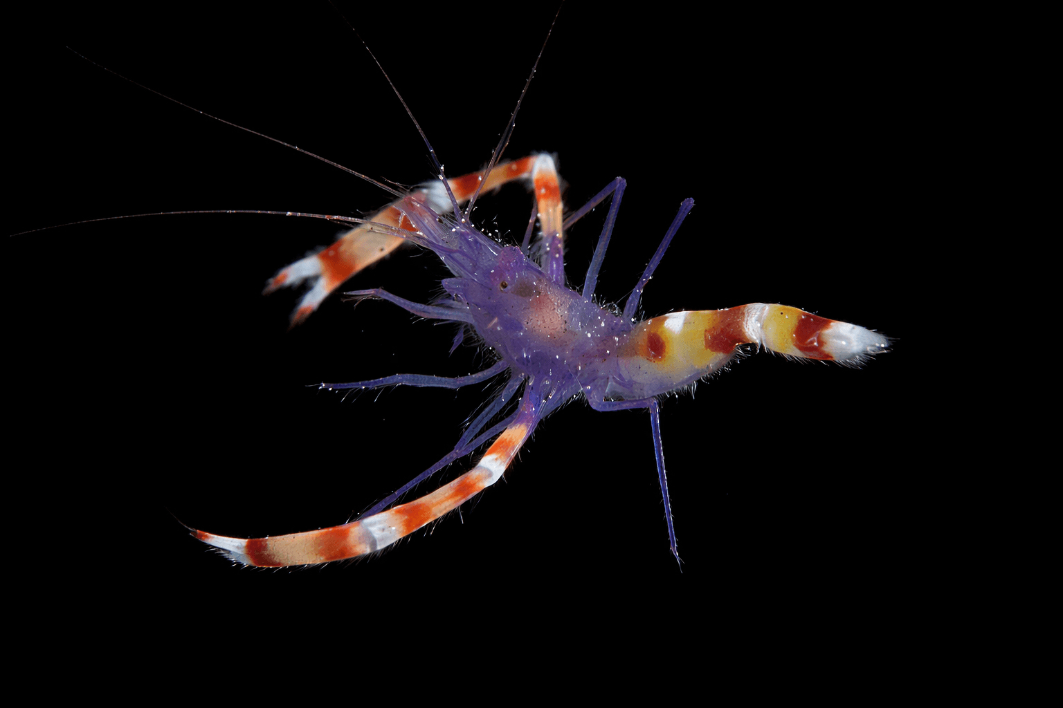 Blue Coral Banded Shrimp