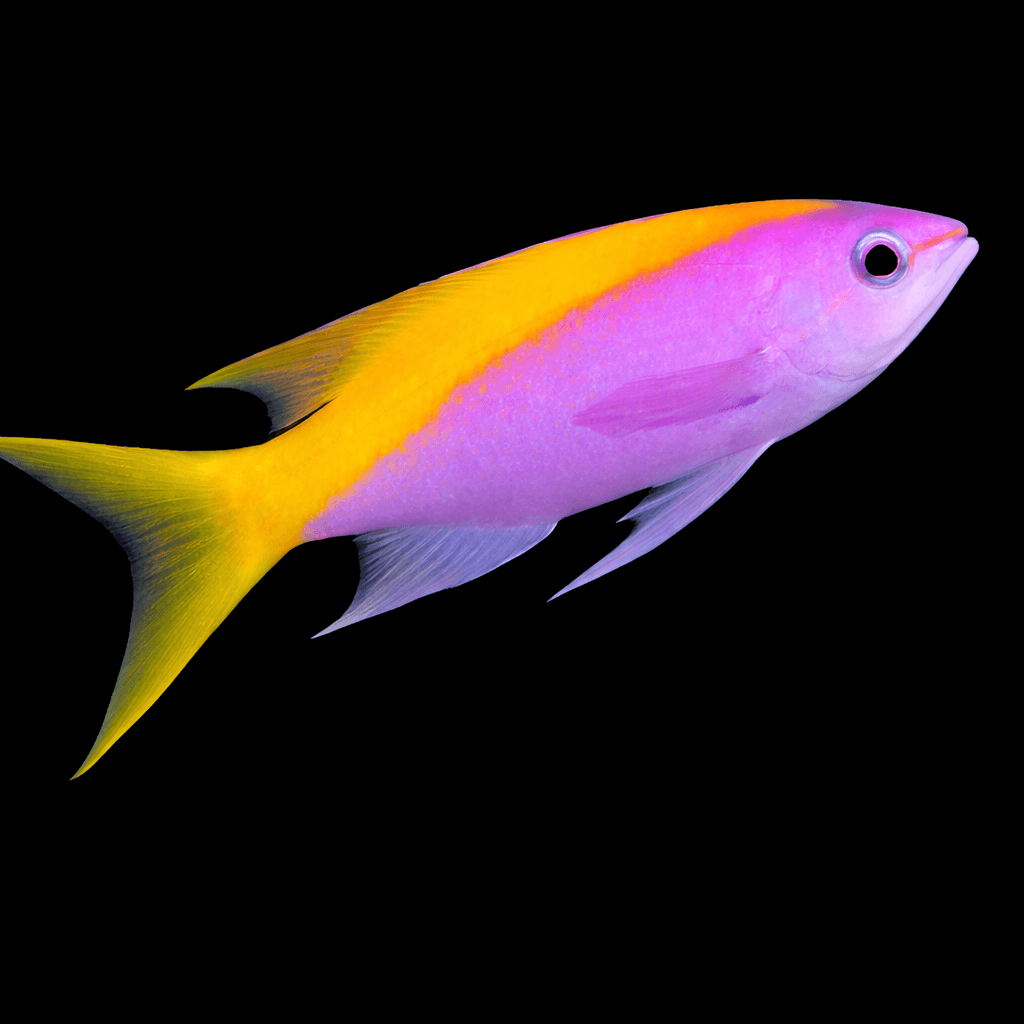 Evansi Anthias