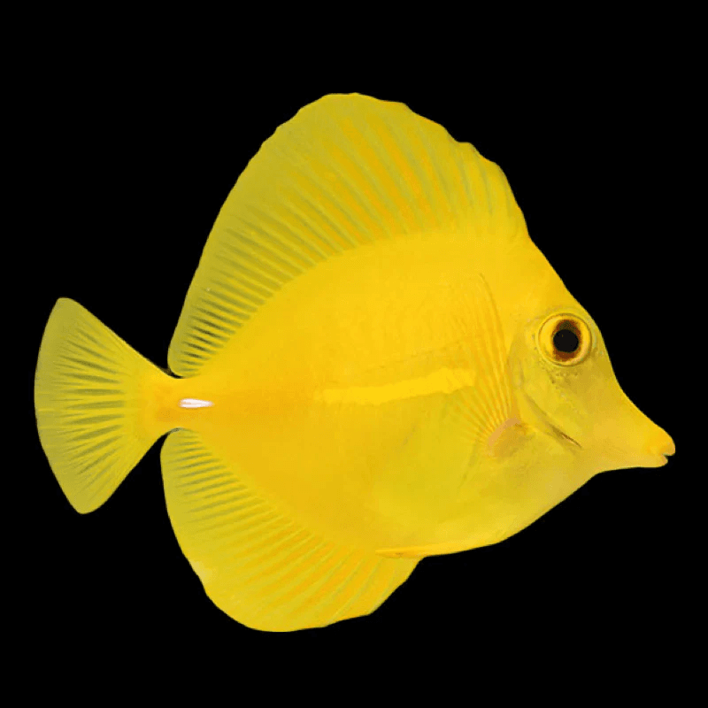 Yellow Tang