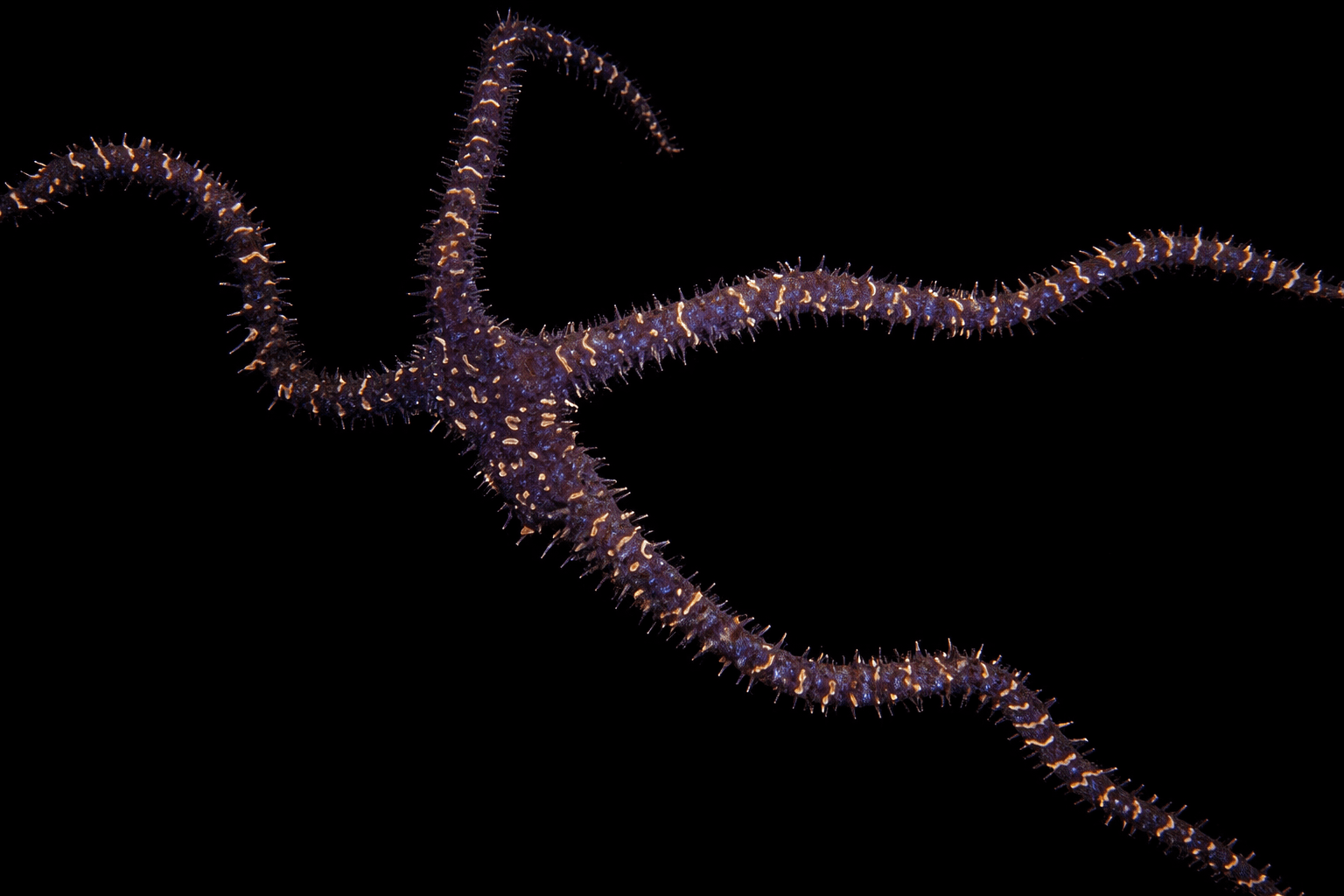 Black Lighting Brittle Star