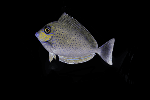 Bignose Unicorn Tang