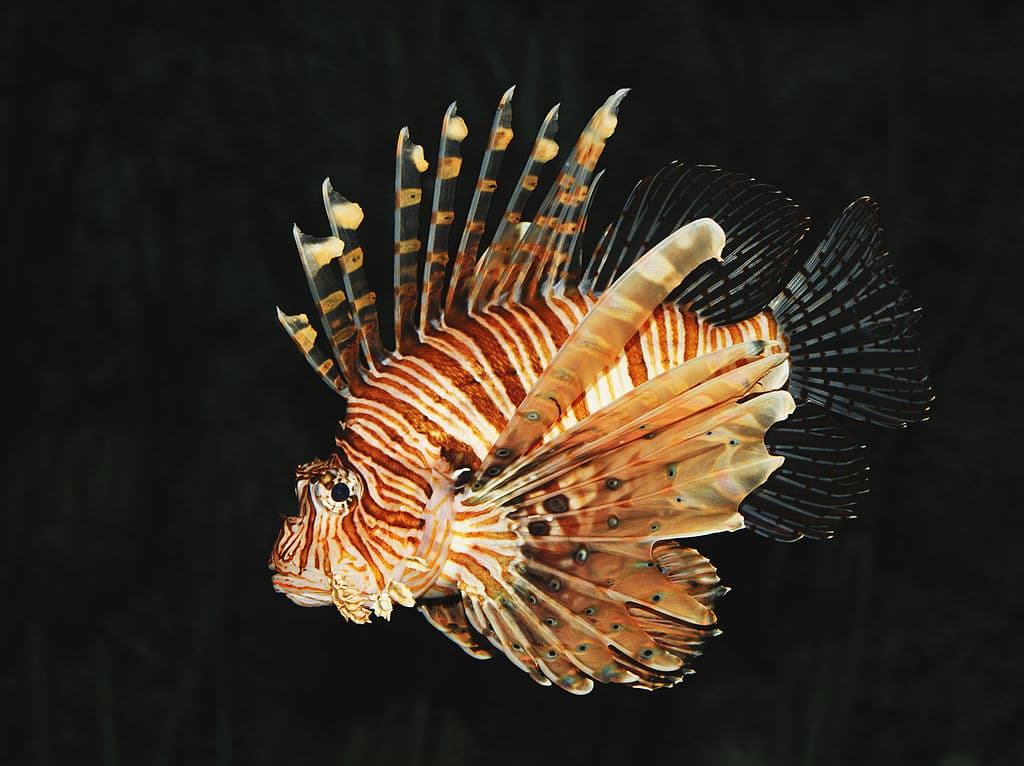 Volitans Lionfish