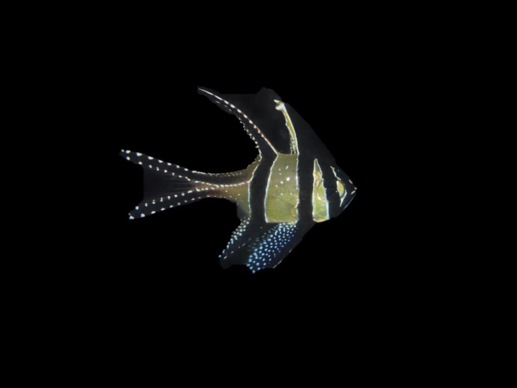 Bangai Cardinalfish