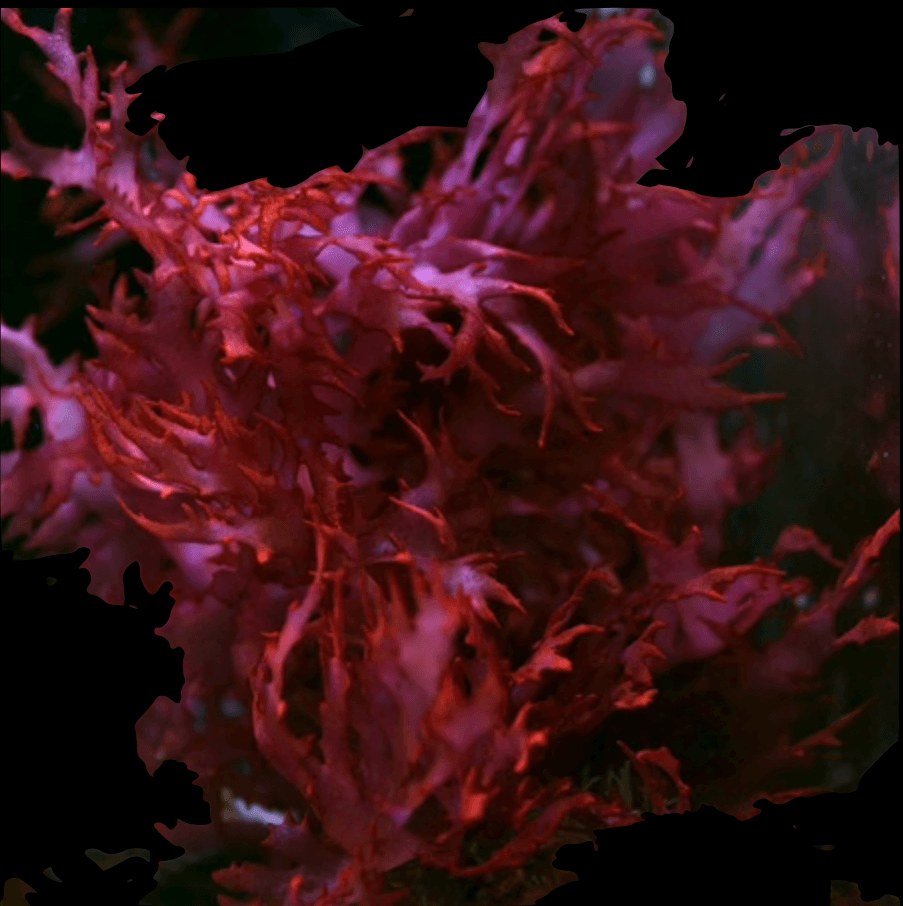 Flame Tip Macro Algae (Clipping)