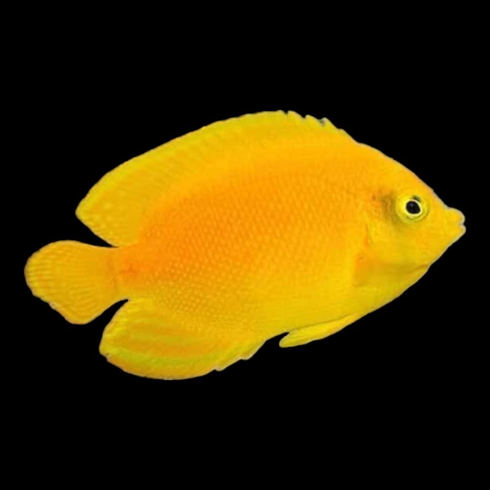Yellow Angelfish
