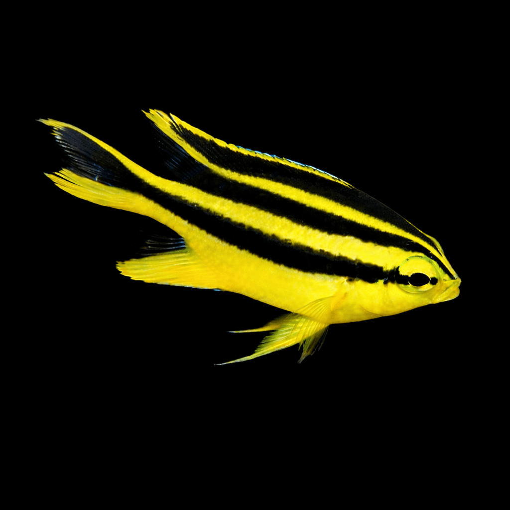 Black Mouth Golden Chromis