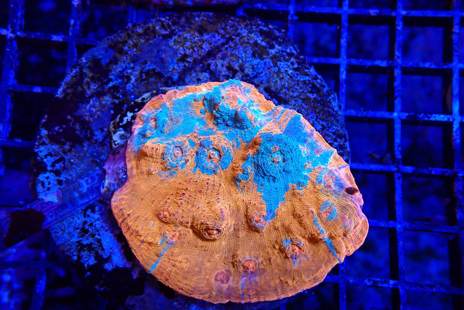 MIXED COLOR CHALICE CORAL