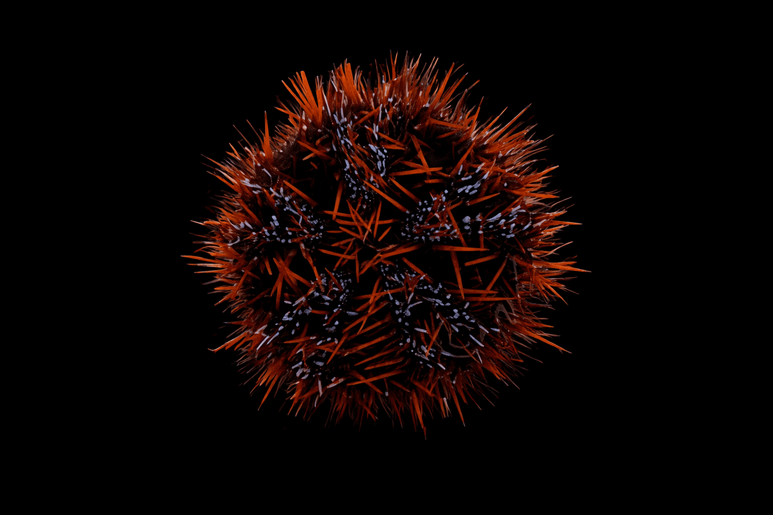 Halloween Urchin