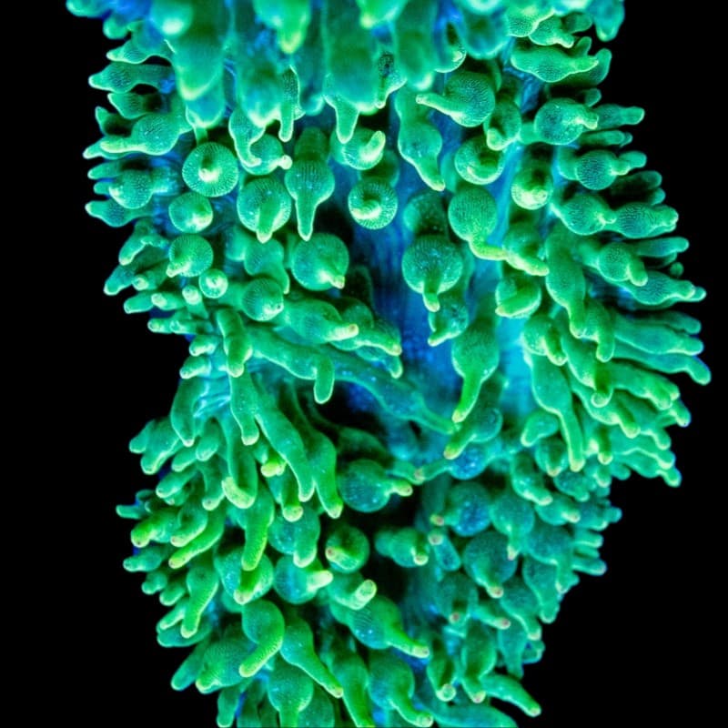 Metallic Green Bubble Tip Anemone