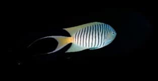 Swallowtail Angel (M)