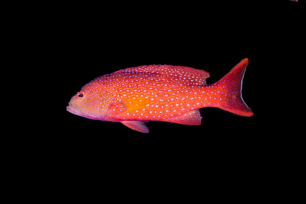 White-Edged Lyretail Grouper