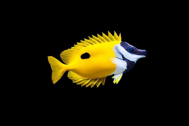 One Spot Rabbitfish