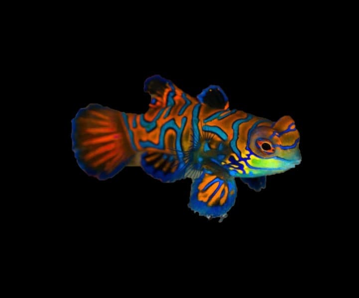 Green Finned Red Mandarin Dragonet