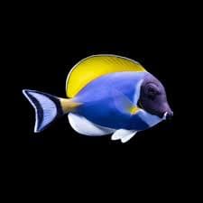 Powder blue tang