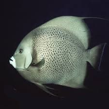 Grey Angelfish