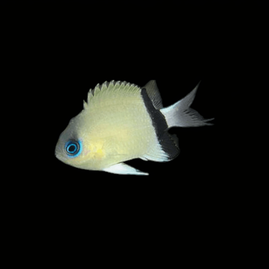 Black Bar Chromis