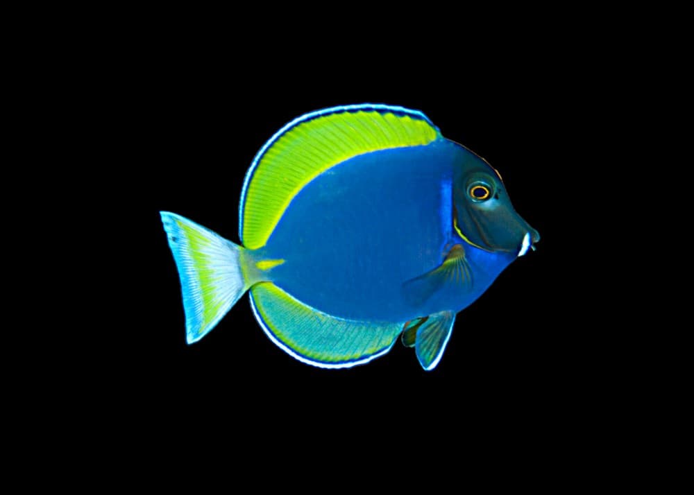 Purple Powder Blue Tang
