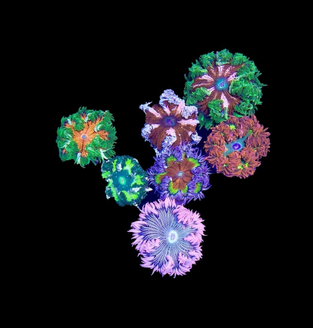 Ultra Rock Flower Anemone