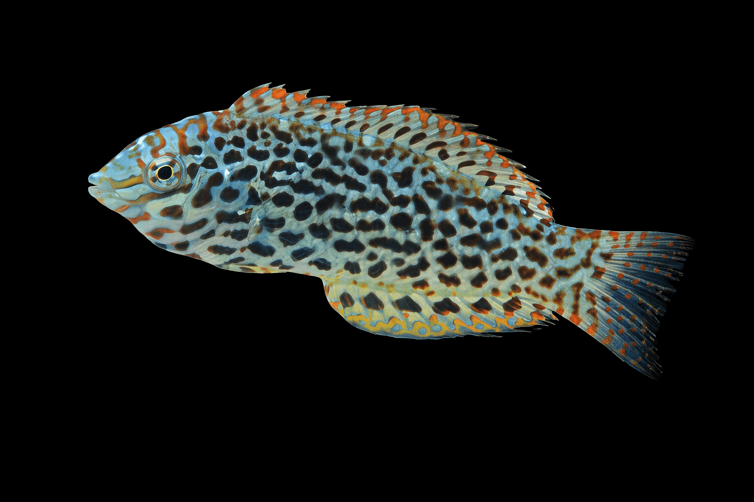 Leopard Wrasse (F)