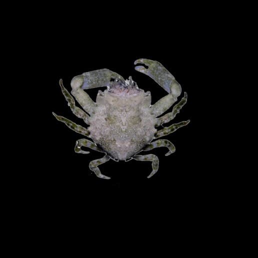 Pitho Crab