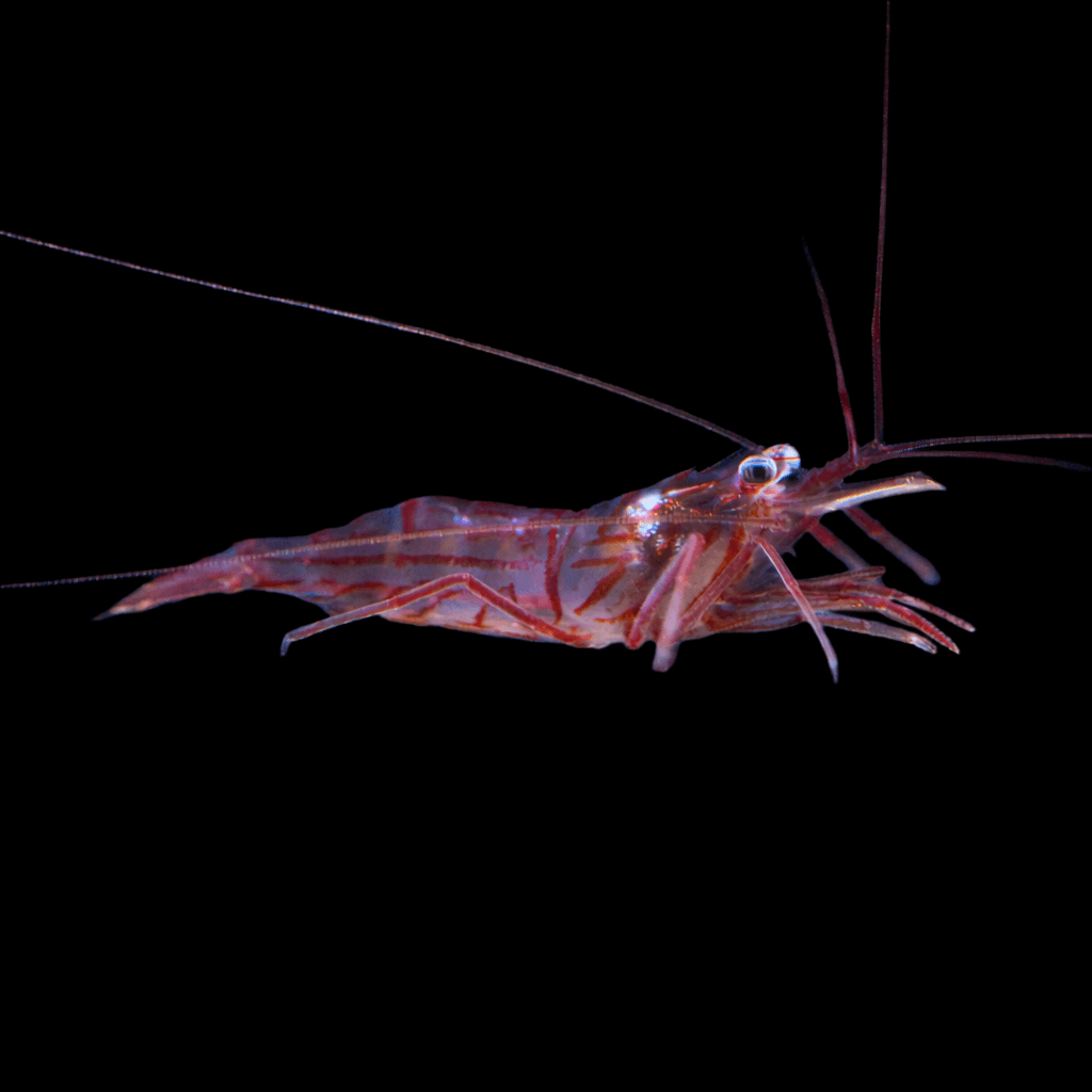 Peppermint Shrimp