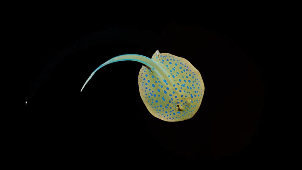 Blue Spotted Ribbon-tail Ray