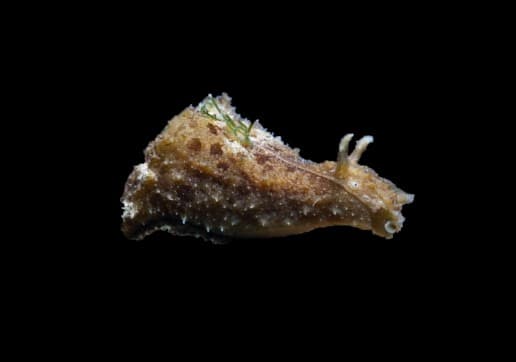 Wedge Sea Hare (Dolabella auricularia)