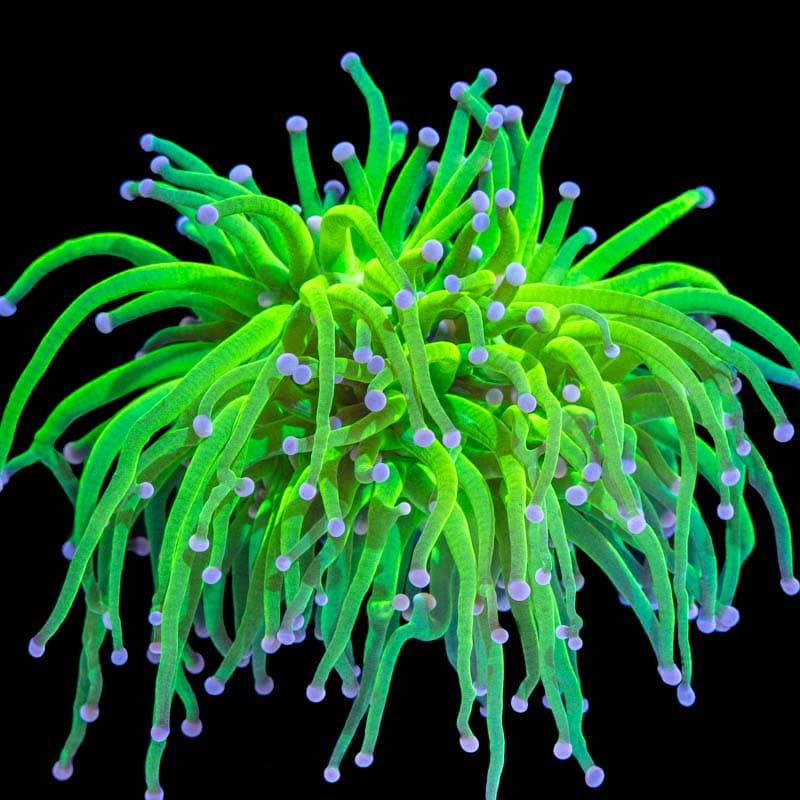 Cotton Candy Torch Coral ( Per Head)