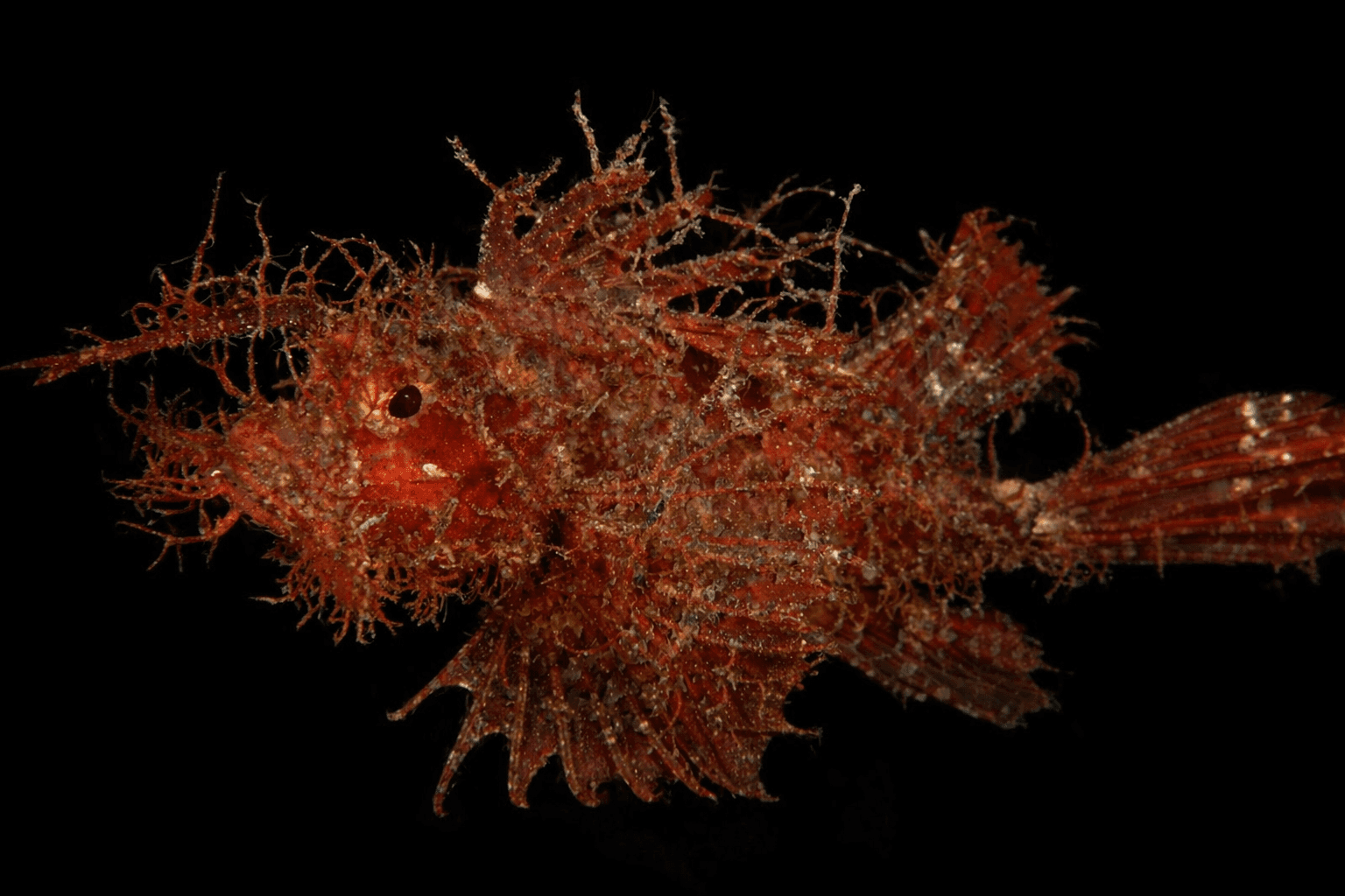 Ambon Scorpionfish