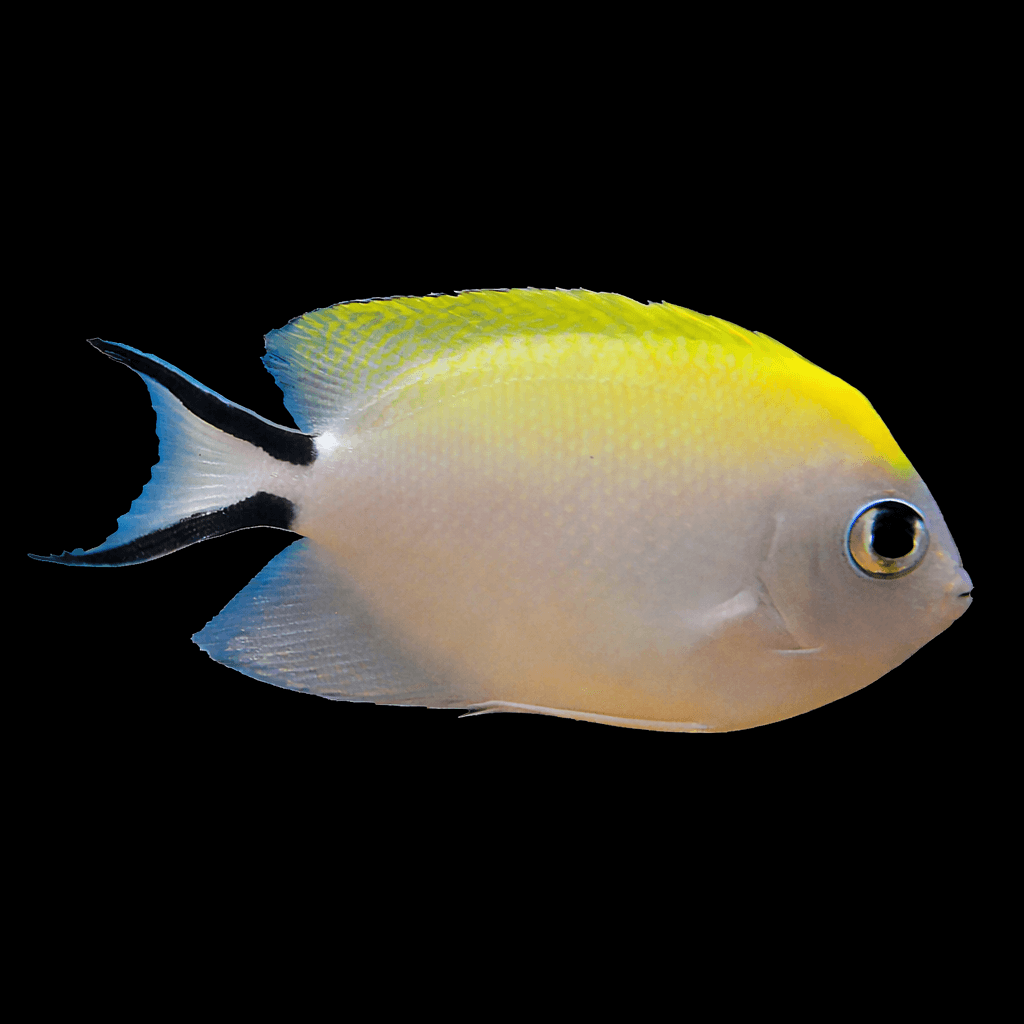 Swallowtail Angelfish (F)