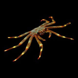 Sally Lightfoot Crab