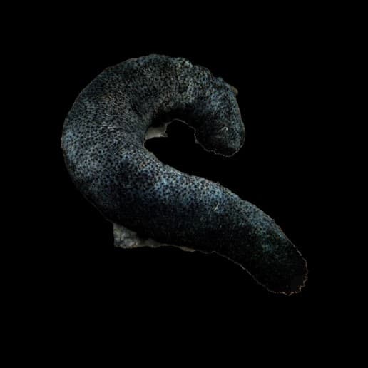 Black Sea Cucumber