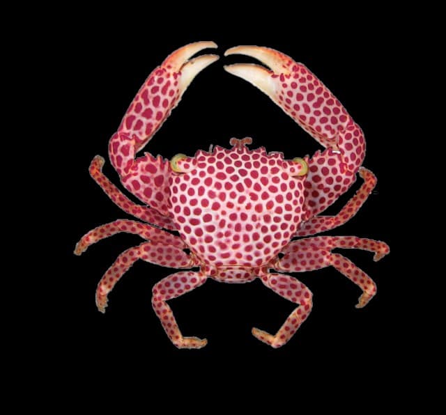 Acropora Crab Assorted