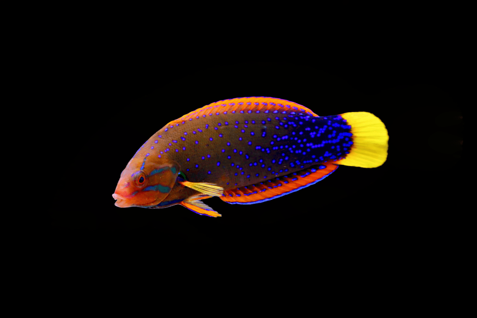 Red Coris Wrasse Adult