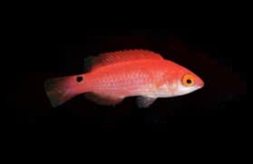 Walindi Fairy Wrasse