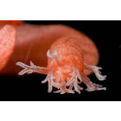 Red Snake Sea Cucumber