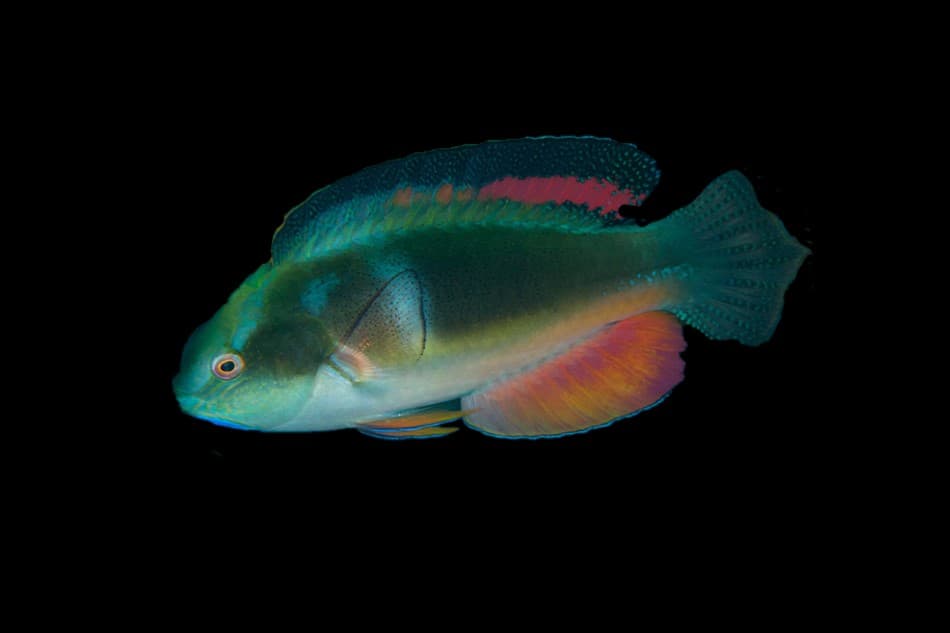 Black Fin Fairy Wrasse