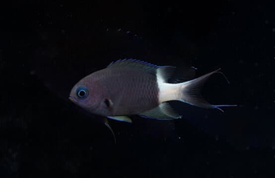 Bicolor Chromis