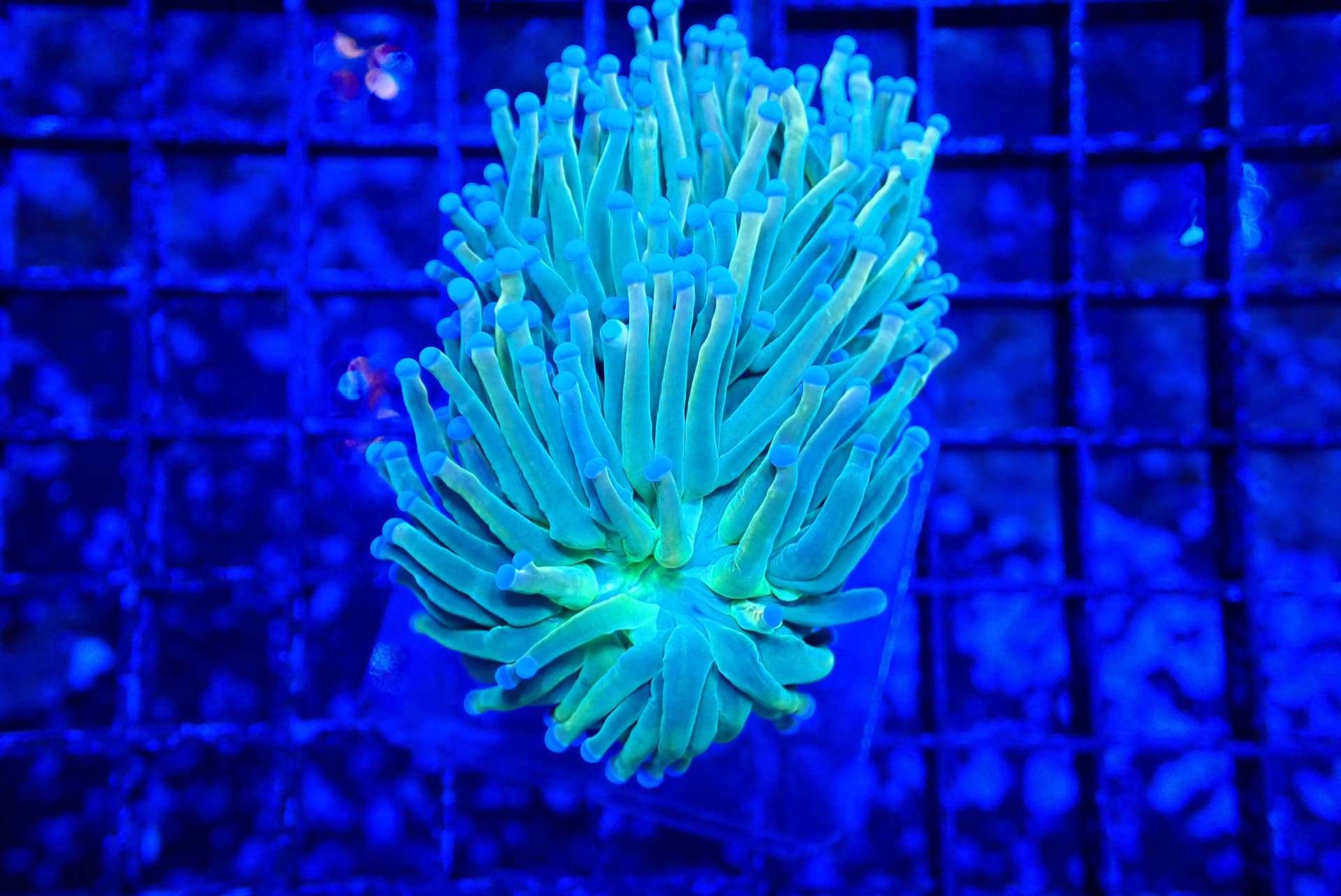 HOLY GRAIL TORCH ( BORNEO )