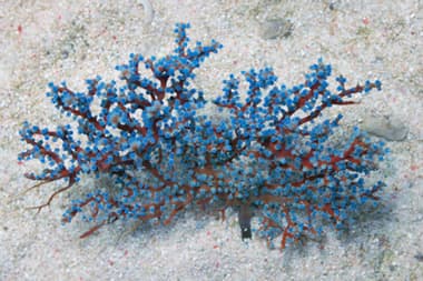 Blueberry Gorgonian