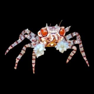 Pom Pom Crab
