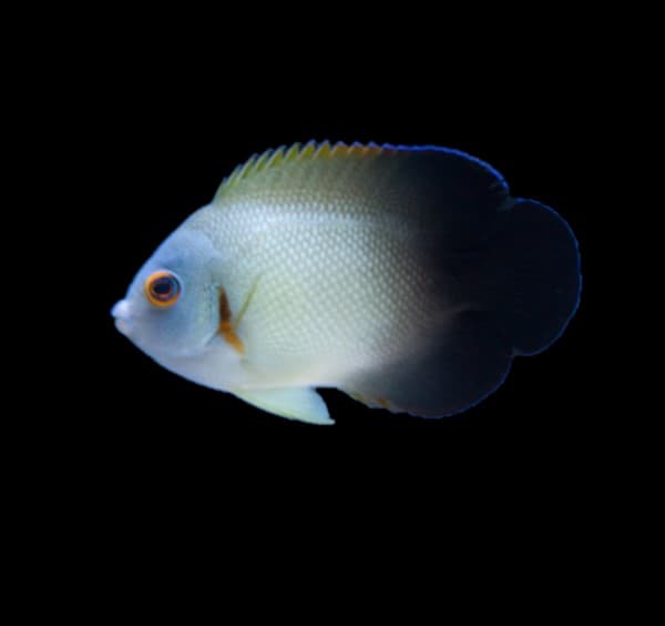 Half Black Angelfish