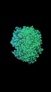 GREEN FROGSPAWN CORAL