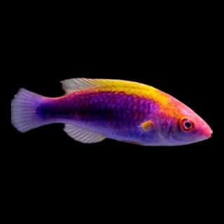 Lubbock's Fairy Wrasse