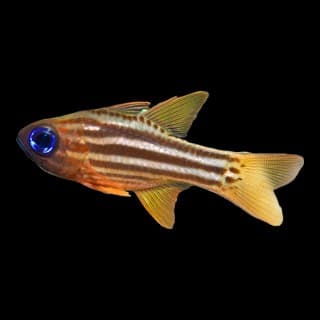 Ochre Striped Cardinalfish