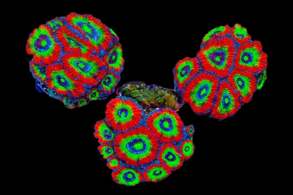 Holy Grail Micromusa (Per Head)